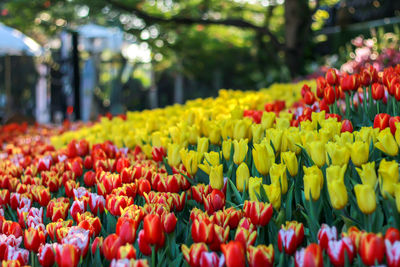 Close-up of multi colored tulips