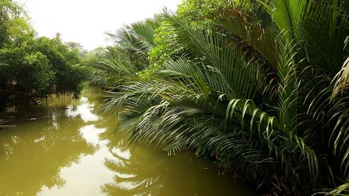 Close-up of palm trees against plants