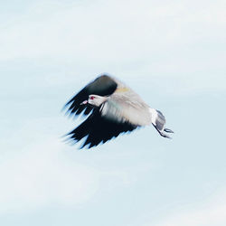 Close-up of bird flying against sky