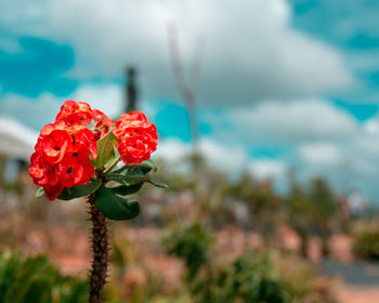 Close-up of red rose on plant