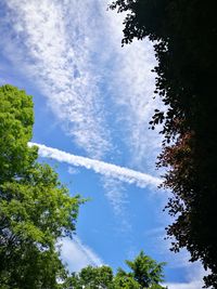 Low angle view of trees against blue sky