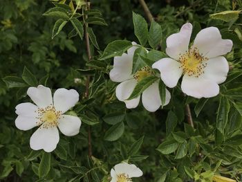 Close-up of white flowering plant