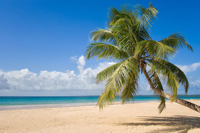 Palm tree by sea against blue sky