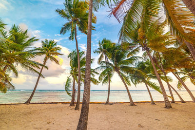 Palm trees on beach against sky