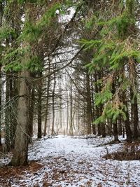 Trees in forest during winter