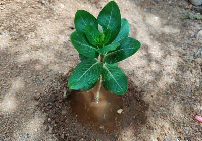 High angle view of wet plant on land