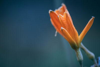 Close-up of orange lily