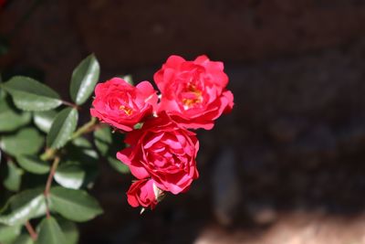 Close-up of pink rose