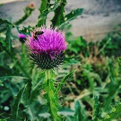 Close-up of insect on thistle