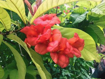 Close-up of red flowers blooming outdoors