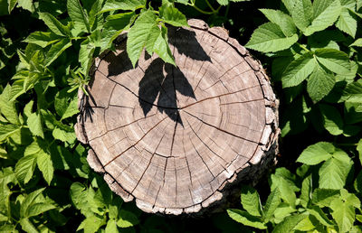 High angle view of tree stump