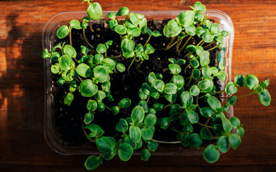 High angle view of potted plant on table