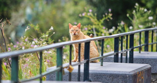 Cat looking away