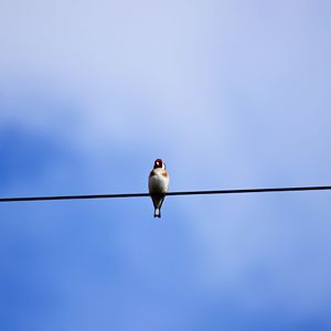 Low angle view of bird perching on cable against clear sky