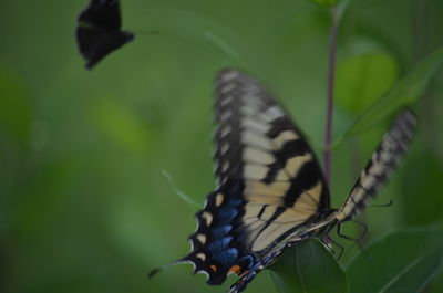 Close-up of butterfly on leaf