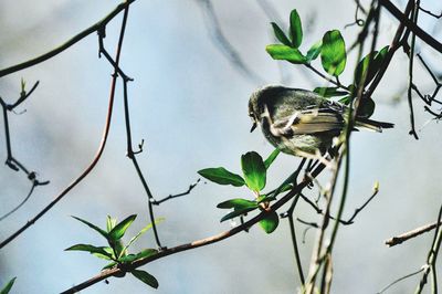 Close-up of bird perching on plant