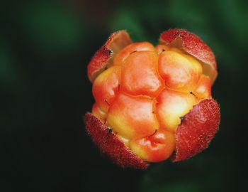 Close-up of strawberry