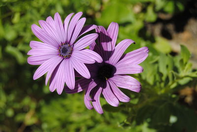 Close-up of purple flowers blooming outdoors