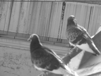 Close-up of birds perching on wood