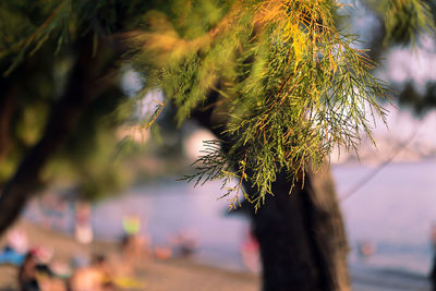 Close-up of tree branch