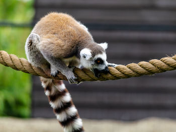 Close-up of lemur on rope