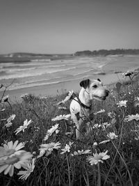 High angle view of dog by flowers on land