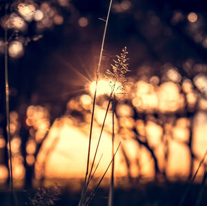 Close-up of plant against sky during sunset