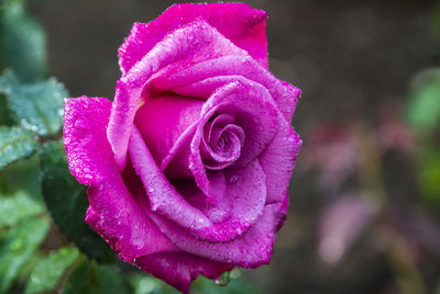 Close-up of pink rose flower