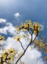 Low angle view of cherry blossom against sky