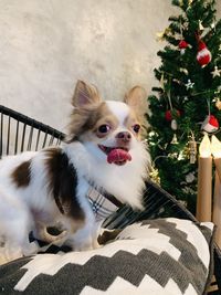 Portrait of a dog on christmas tree