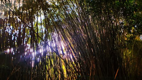 Plants growing in forest