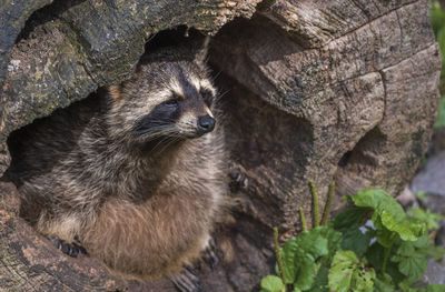 Close up of raccoon