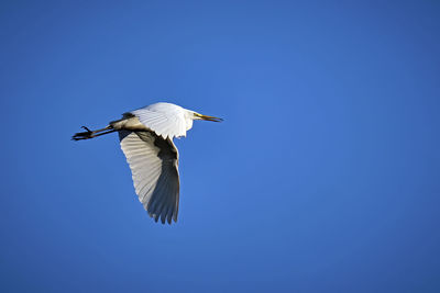 Low angle view of bird flying in sky
