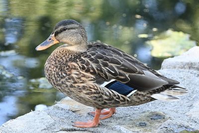 Close-up side view of a mallard duck