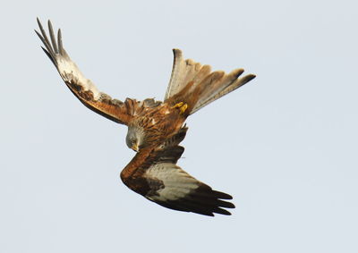 Low angle view of eagle flying against clear sky