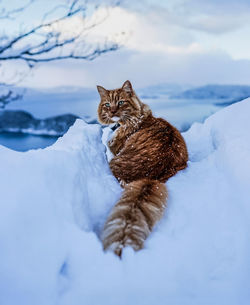 Cat on snow covered field