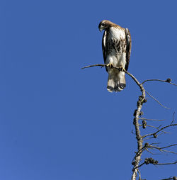 Low angle view of bird perching on tree against sky