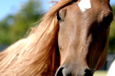 Close-up of a horse