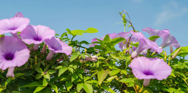 Close-up of pink flowering plant against sky