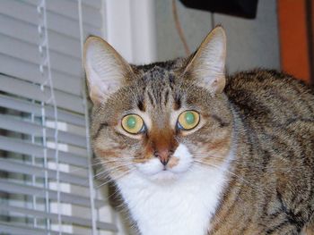 Close-up portrait of tabby cat