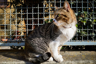 Close-up of a cat looking away