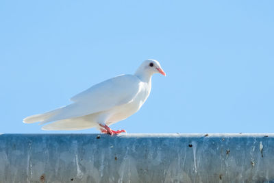 bird