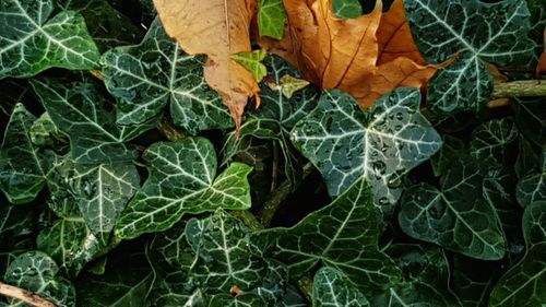 Close-up of dry leaves on plant