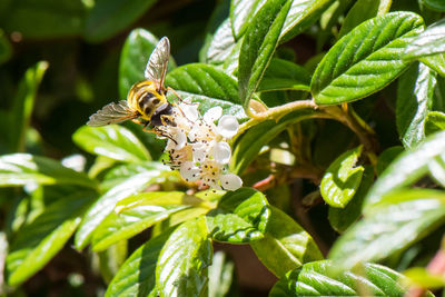 Close-up of bee on plant