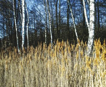 Plants growing on field