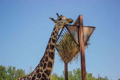Low angle view of giraffe against clear blue sky