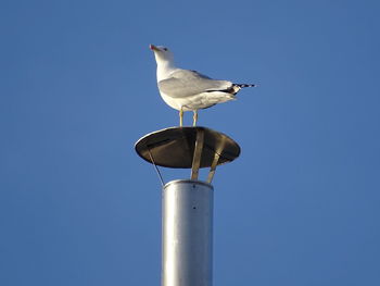 Low angle view of seagull perching on wall