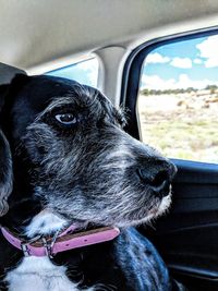 Close-up of dog in car