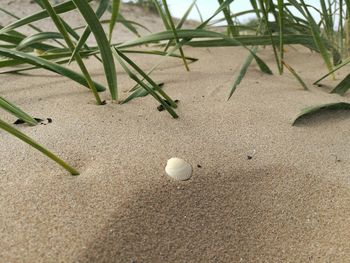 High angle view of ball on sand at beach