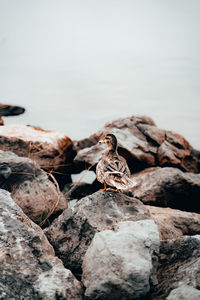 Close-up of bird perching on rock